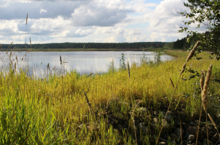 Linnunsuon kosteikko Selkiellä (Kuva: Pohjois-Karjalan Kylät ry)