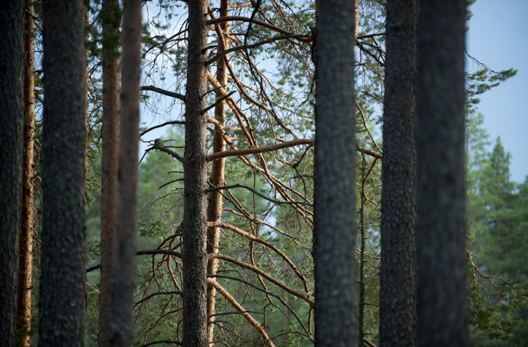 Petkeljävi (kuva: Paula Kukkonen)
