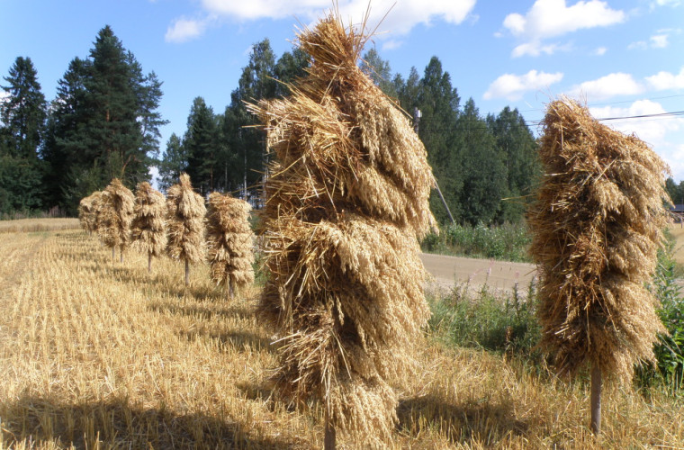 Talkoilla tehtyjä kauralyhteitä seipäillä. Kuva: Henna Kokkonen