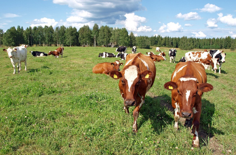 Lehmät laitumella (Kuva: Vesa Ikonen)