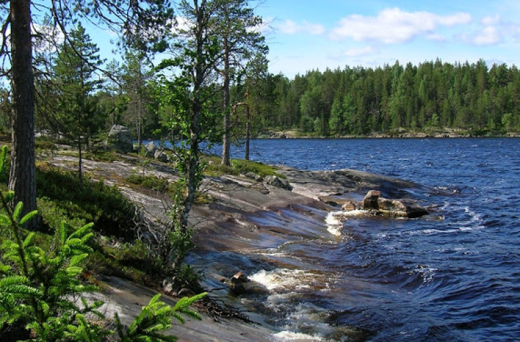 Pielisen rantaa Kolvanniemessä (Kuva: Johanna Mustonen)