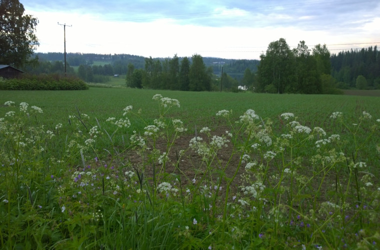 Metelinmäki (kuva: Eini Stenström)