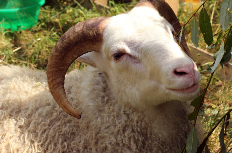 Lasten toimintapäivä kesällä 2014. Kuva: Jonna Tahvanainen