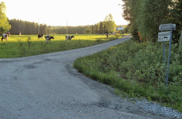 Entisen koulun ja kaupan tienoolta. Lehmät kesälaitumella. (Kuva: Tapio Kuokkanen)