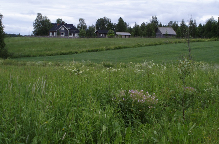 Laitalan lomat (Kuva: Maritta Nevalainen)