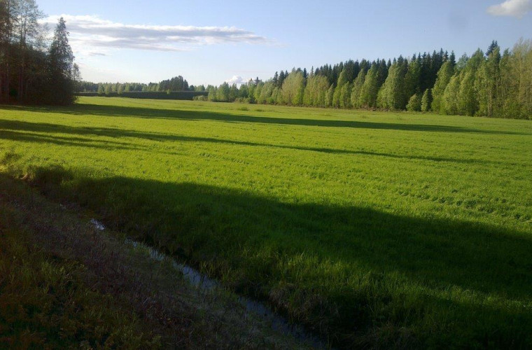 Niittylahden niityt. Kuva: Aino Stranden-Sorvisto.