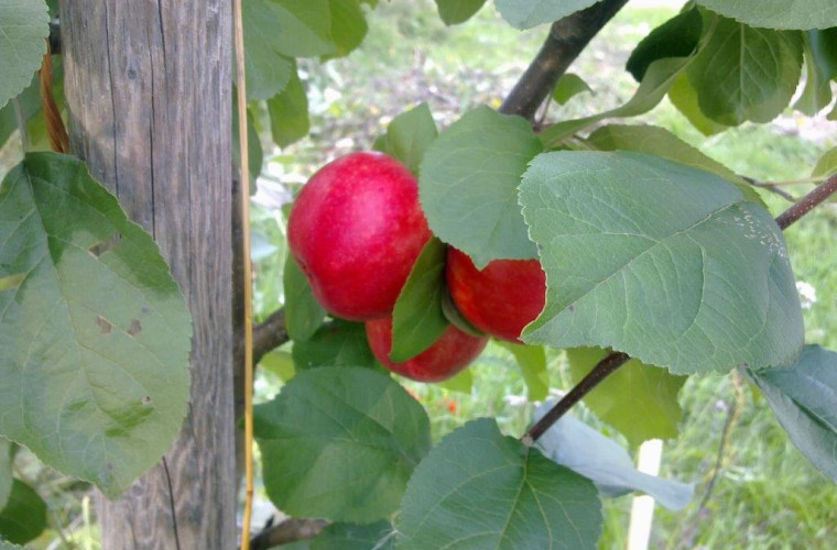 Punainen kaneli. Kuva: Aino Stranden-Sorvisto.
