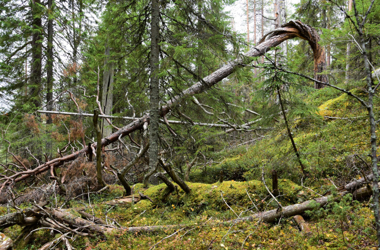 Kuva: Lahja Toivanen