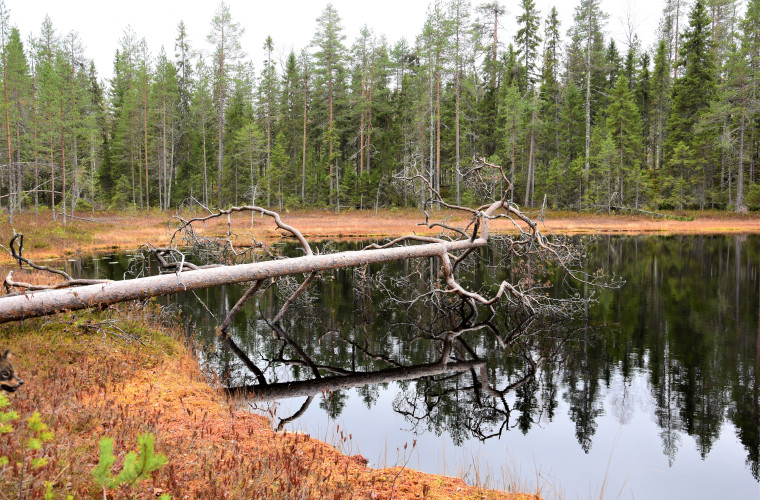 Kuva: Lahja Toivanen