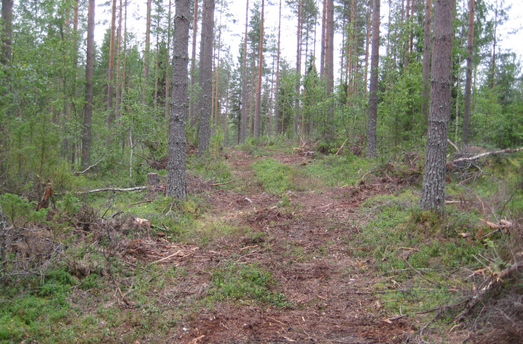 Luontopolun pohjaa rakennetaan 2016. Kuva: Mäkikylät ry