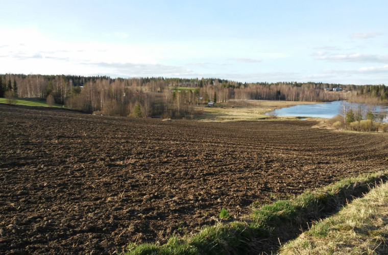 Kevätkylvöjä. Kuva: Arja Leena Lammi.