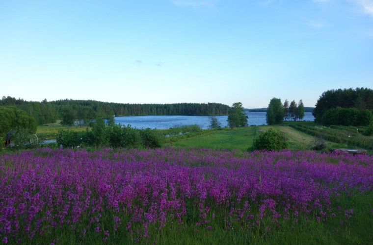 Kukkaniitty Viuruniemi, Kaksola. Kuva: Maaret Kaksonen.