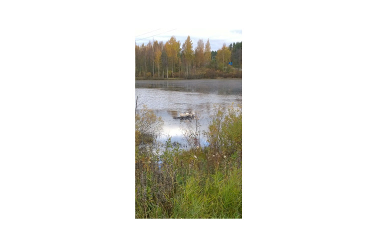 Varaslammen joutsenet. Kuva: Pirkko Iltola.